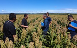 套管山药技术 农村大姐5亩土地竖立管种山药，管长15米带自动喷灌，科技与狠货